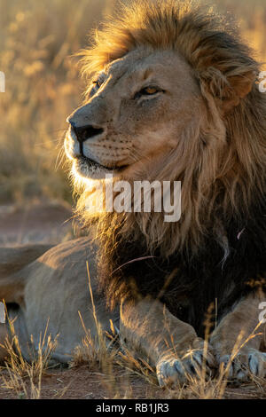 Afrikanischer Löwe (Panthera leo) [gefangen] - AfriCat Foundation, Okonjima Nature Reserve, Namibia, Afrika Stockfoto