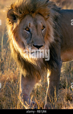 Afrikanischer Löwe (Panthera leo) [gefangen] - AfriCat Foundation, Okonjima Nature Reserve, Namibia, Afrika Stockfoto