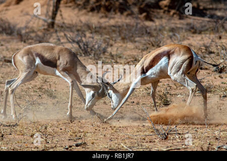 Springbock (Antidorcas marsupialis) kämpfen - Okonjima Nature Reserve, Namibia, Afrika Stockfoto