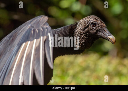 Mönchsgeier (Coragyps atratus) - La Laguna del Lagarto Lodge, Boca Tapada, Costa Rica Stockfoto