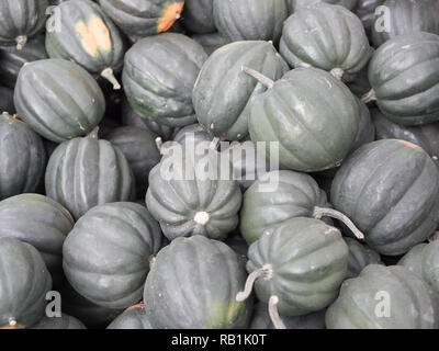 Ernte: Heap von Acorn Squash, Cucurbita pepo var. Turbinata Stockfoto