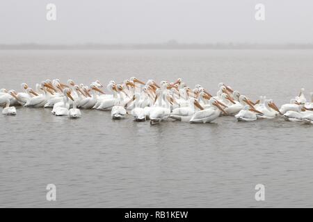 Eine Herde von weißen amerikanischen Pelikane schweben im Wasser an einem kalten Wintertag Stockfoto