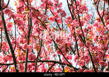 Sun light Zweige der rosige Blumen im Frühling Stockfoto