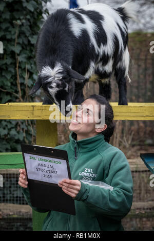 Jährliche tierische Inventur im ZSL London Zoo beginnt. Es dauert fast eine Woche durchzuführen, da mehr als 700 verschiedene Arten gezählt werden. Stockfoto