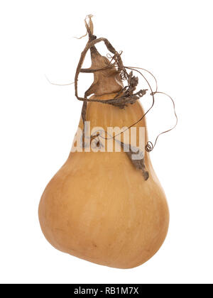 Home gewachsen butternut squash mit Stängel und Ranken auf weißem Hintergrund. Wirklich organisch. Stockfoto