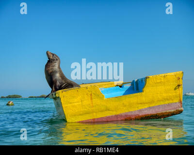 Ein Seelöwe im Profil an der Seite eines hellen roten und gelben Boot in der Mitte des hellen blauen Gewässer rund um die Galapagos Inseln posing Stockfoto