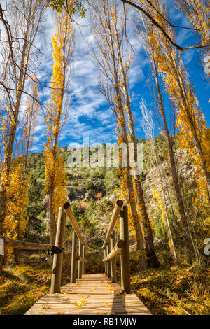 Eine vertikale Foto mit geringer Tiefenschärfe auf einem kleinen hölzernen Fußgängerbrücke überqueren eines Baches in einer grünen und goldenen Wald im Herbst am Th konzentriert Stockfoto