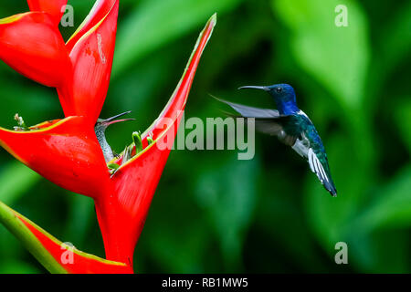 Weiß-necked jakobinischen Kolibri, Costa Rica Regenwald Stockfoto