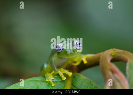 Ghost Glas Frosch im Regenwald von Costa Rica Stockfoto