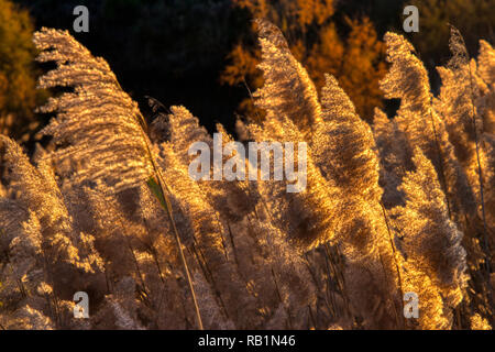 Flache Tiefenschärfe Foto von mehreren Hintergrundbeleuchtung wilde Gräser in den Wind mit starken Gold und die herbstlichen Farben der untergehenden Sonne, die Stockfoto