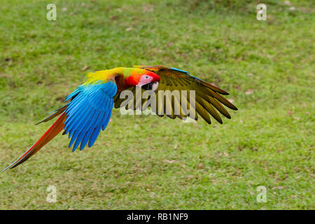 Hellrote Aras in Costa Rica Stockfoto