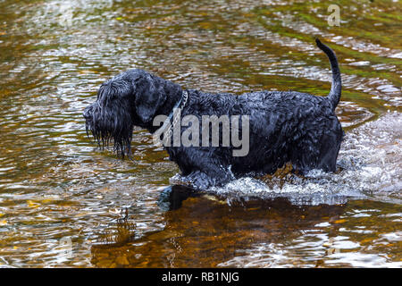 Großer schwarzer Schnauzer Hund beim Wandern im Wasser Stockfoto