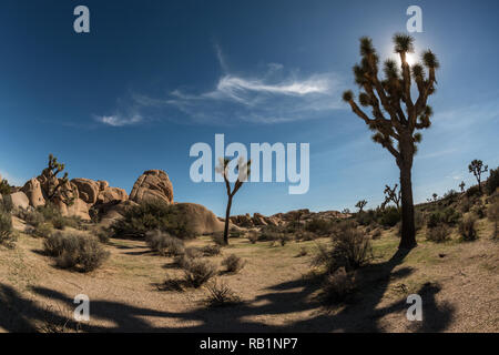 Joshua Tree National Park Landschaft Stockfoto