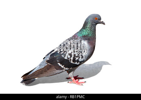 Isolierte bunte Taube Stockfoto