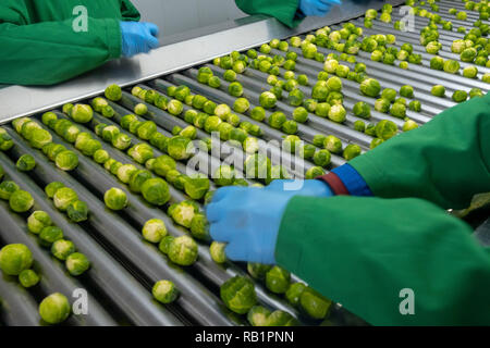 Produktion von Rosenkohl in der Factory Stockfoto