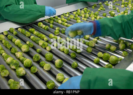 Produktion von Rosenkohl in der Factory Stockfoto