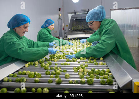 Produktion von Rosenkohl in der Factory Stockfoto