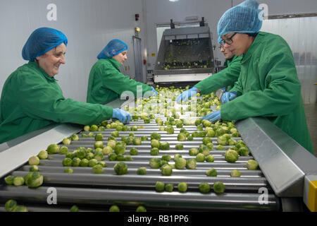 Produktion von Rosenkohl in der Factory Stockfoto