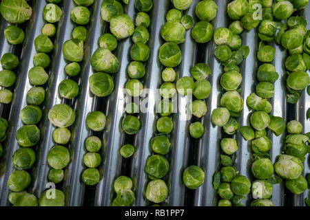 Produktion von Rosenkohl in der Factory Stockfoto