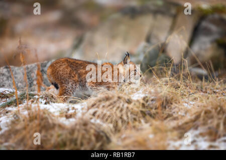 Fokussierte Eurasischen Luchs zu Schweigen im Wald an frühen Winter Stockfoto