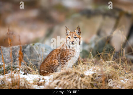 Eurasischen Luchs in den Wäldern im frühen Winter sitzen Stockfoto