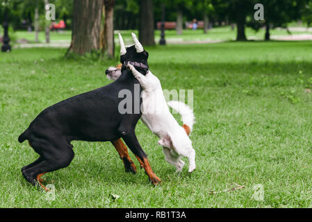 Dobermann mit Bandagierten Ohren spielen mit kleinen Hund im Park Stockfoto