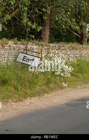 'Ende', Verkehrszeichen, unter einer ländlichen Straße Bank von Ox-eye Margeriten (Leucanthemum vulgare), und mit einem Flint stone wall Hintergrund. Ingham, Norfolk. East Anglia. England. Stockfoto