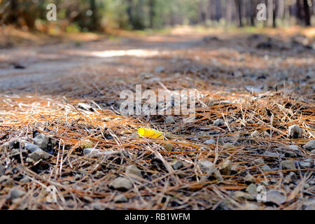 Leere feuerte 12-gauge shotgun Shell auf dem Boden mit trockenen kiefernnadeln an der Sam Houston National Forest in Texas, USA. Stockfoto