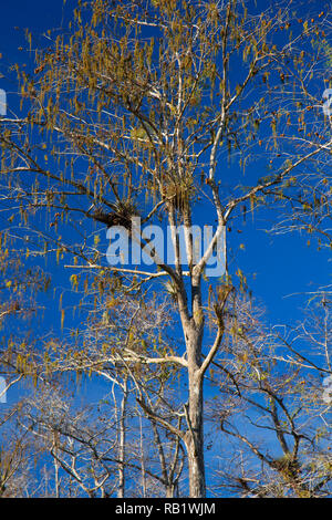 Cypress Wald, Big Cypress National Preserve, Florida Stockfoto