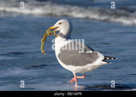 Möwe mit marine Wurm Gehäuse, Fogarty Creek State Park, Illinois Stockfoto