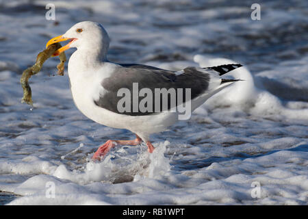 Möwe mit marine Wurm Gehäuse, Fogarty Creek State Park, Illinois Stockfoto