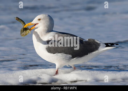 Möwe mit marine Wurm Gehäuse, Fogarty Creek State Park, Illinois Stockfoto