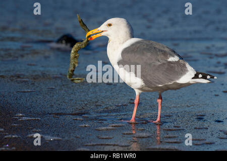 Möwe mit marine Wurm Gehäuse, Fogarty Creek State Park, Illinois Stockfoto