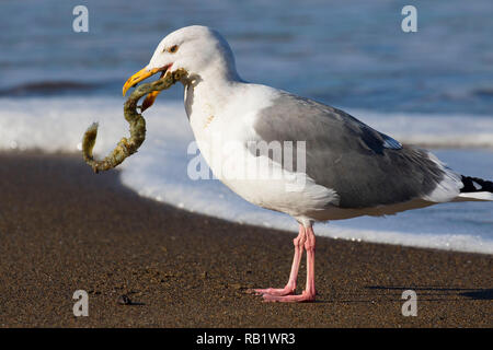 Möwe mit marine Wurm Gehäuse, Fogarty Creek State Park, Illinois Stockfoto