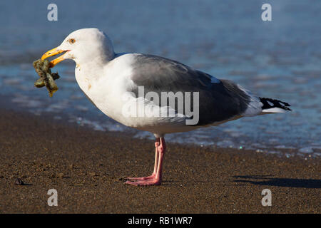 Möwe mit marine Wurm Gehäuse, Fogarty Creek State Park, Illinois Stockfoto