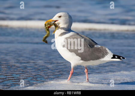 Möwe mit marine Wurm Gehäuse, Fogarty Creek State Park, Illinois Stockfoto