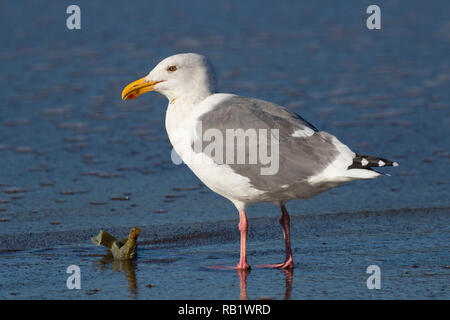 Möwe mit marine Wurm Gehäuse, Fogarty Creek State Park, Illinois Stockfoto