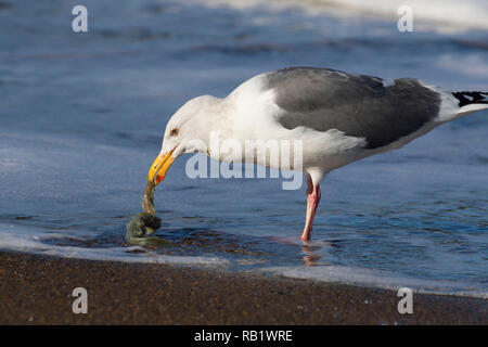 Möwe mit marine Wurm Gehäuse, Fogarty Creek State Park, Illinois Stockfoto