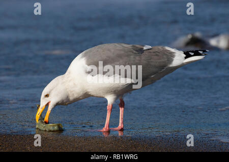 Möwe mit marine Wurm Gehäuse, Fogarty Creek State Park, Illinois Stockfoto