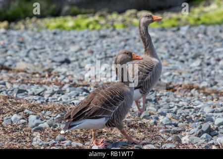 ​Graylag Goose (Anser anser). Paar wandern entlang der Küste der Insel Mull, der Inneren Hebriden. Die inkubation Weiblich aus ihrem Nest, vom Männchen begleitet. Juni. Sexuell Monomorph. Permanente paar Bond. Stockfoto