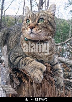 Highland Lynx Katze im Wald Stockfoto