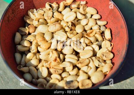 Nahaufnahme von einer Schüssel mit trockenen ungerösteten Kaffeebohnen in Hawaii Big Island Stockfoto