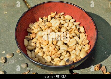 Nahaufnahme von einer Schüssel mit trockenen ungerösteten Kaffeebohnen in Hawaii Big Island Stockfoto