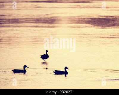 Enten skizziert. Die Eisdecke schmilzt unter der warmen Sonne mit hellen Strahlen in das gefrorene Wasser widerspiegelt. Stockfoto