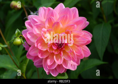 Eine einzelne Zweifarbig Pink & Gelb Dahlie 'Ken's Rarität "Blume an RHS Garden Harlow Carr, Harrogate, Yorkshire gewachsen. England, UK. Stockfoto