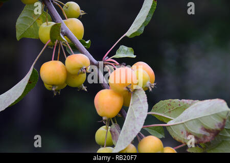 Crab Apple "Golden Hornet" an RHS Garden Harlow Carr, Harrogate, Yorkshire gewachsen. England, UK. Stockfoto