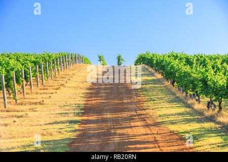 Saisonale Hintergrund. Weinberg mit Reihen von Trauben, die in der malerischen Landschaft der Wilyabrup in Margaret River der bekannten Weinregion in Westaustralien, wo Weinproben beliebt sind. Stockfoto