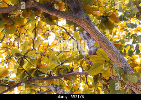 Herbst Baum mit gelben Blättern und Niederlassung in öffentlichen Park Stockfoto