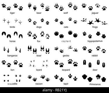 Satz Abdrücke der wilden Tiere auf weißem Hintergrund Stockfoto