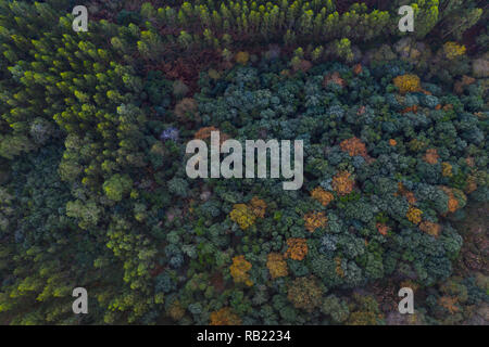 Steineiche Wald, Liendo, Liendo Tal, Montaña orientalische Costera, Biscaya, Kantabrien, Spanien, Europa Stockfoto